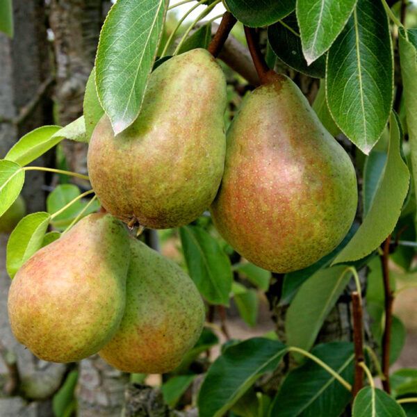 Beurre Clairgeau