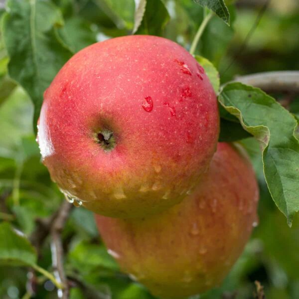 Braeburn