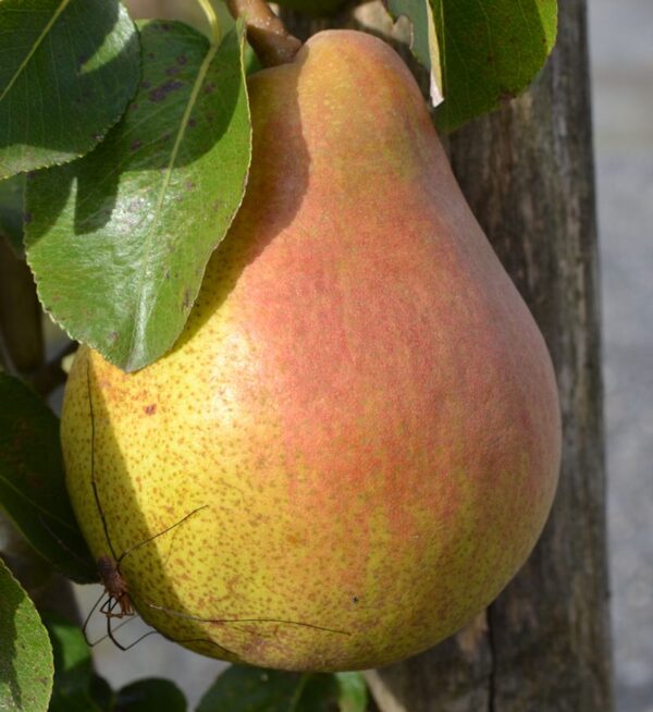 Doyenné du Comice (Pyrus communis)