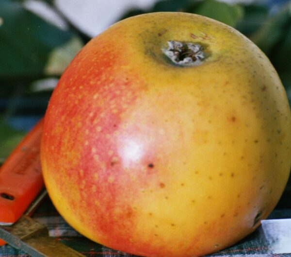 Orangette