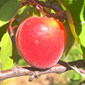 rouge du Roussillon