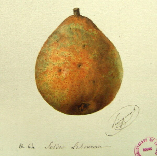 Soldat Laboureur – Image 2