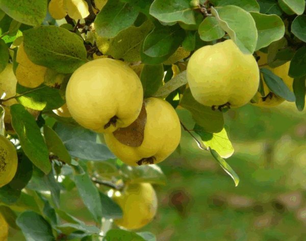 Aromatnaya