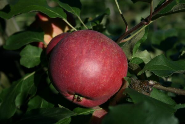 Astrakan rouge