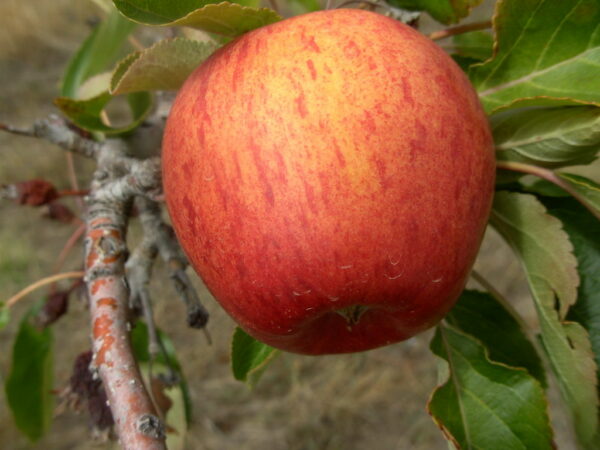 Ellisson's orange
