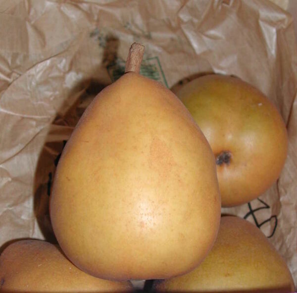 Grand Champion – Image 2