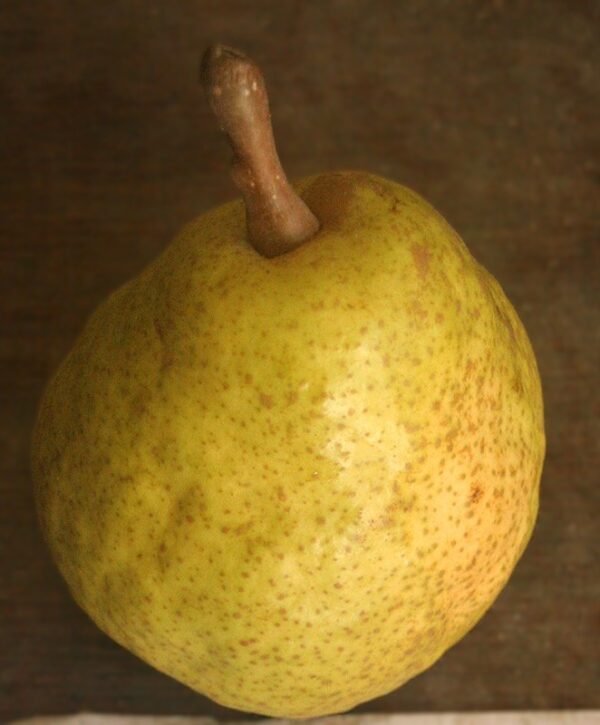 Duchesse d'Angoulême