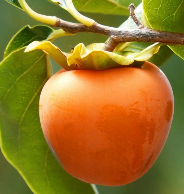 Kaki MUSCAT