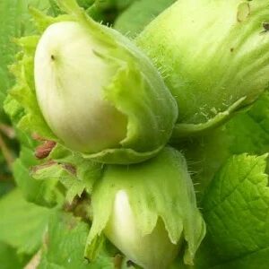 Noisetier CORABEL