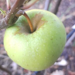 Transparente de Croncels